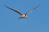 Tern Hovering_34720
